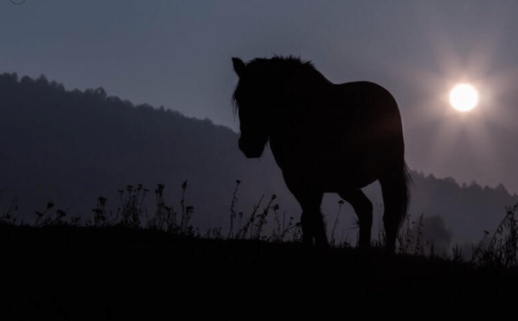Horseback riding in Slovakia