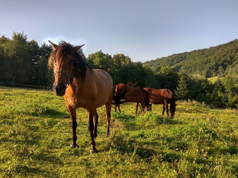 Horse Riding Tours - Slovakia